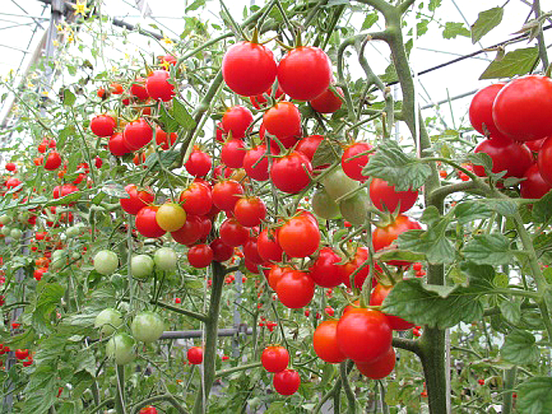 トマト栽培の写真